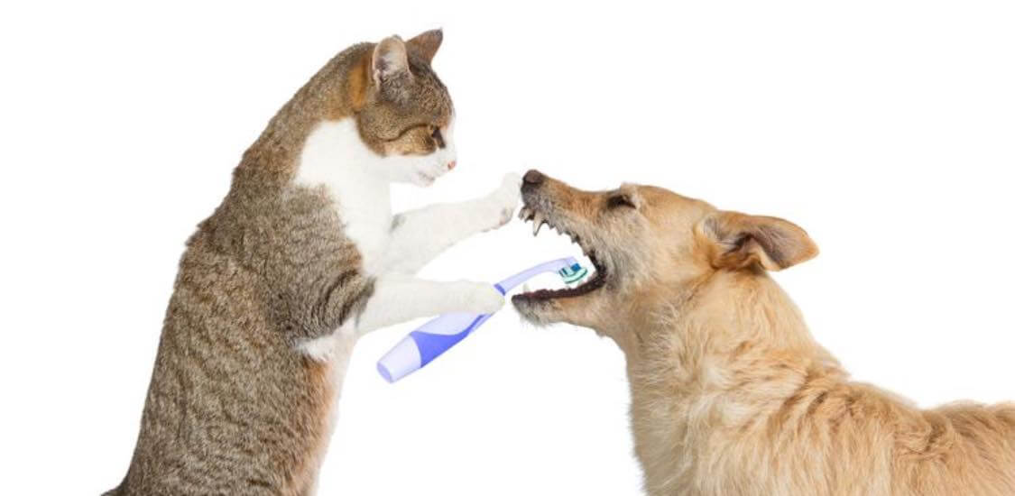 cat brushing