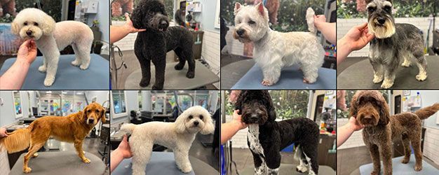 dog grooming