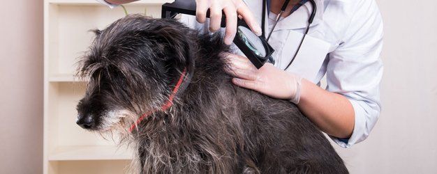 fleas and ticks