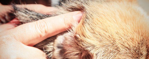 fleas in pets
