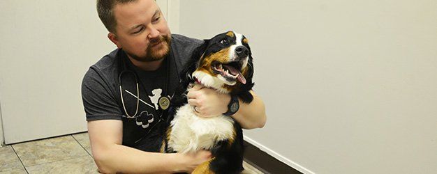 pet microchipping