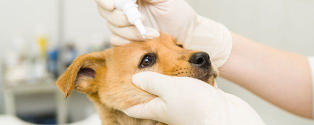 Pet Surgery