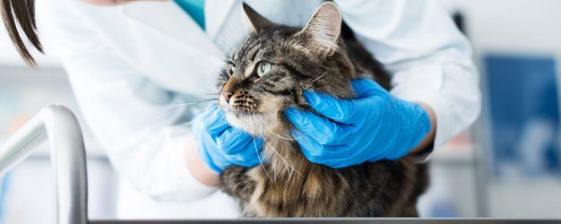 ticks in dogs